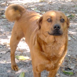 chester
