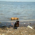 clanceygretswimming