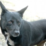 roxie_1_icon