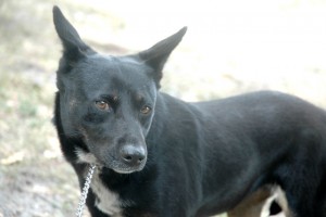 roxie_1_icon roxie_1_icon