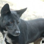 roxie_3