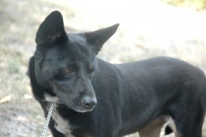 roxie_3 roxie_3