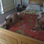 jia-and-jesse-on-bed-3