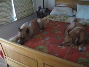 jia-and-jesse-on-bed-3