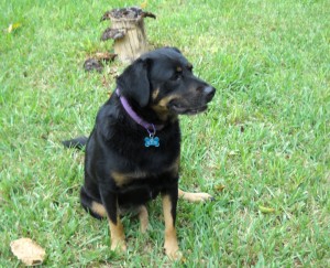 leean-roxie-3-4-yo