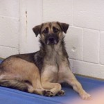 ninahumanesociety