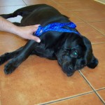 lokihumanesociety-3