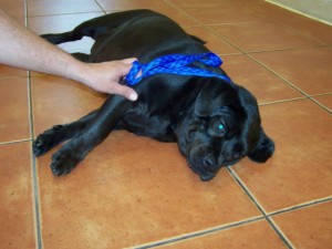 lokihumanesociety-3 lokihumanesociety-3