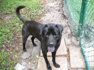 beuregardblacklab beuregardblacklab