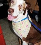starcatahouladelvys