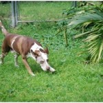starcatahouladelvys2