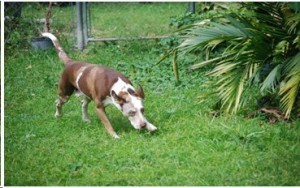 starcatahouladelvys2 starcatahouladelvys2