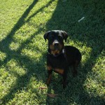 rottiepupsingle