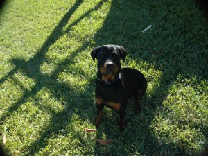 rottiepupsingle