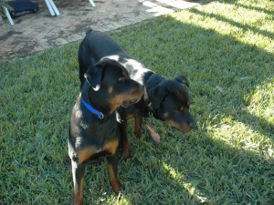 rottiepupsitstand