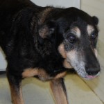 sheba1
