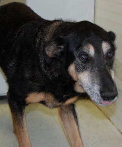 sheba1