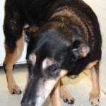 sheba2