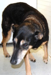 sheba2