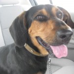 busterbassethound