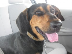 busterbassethound
