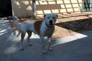 jen-dog