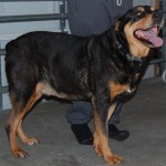 chico2