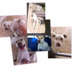 gracecollage