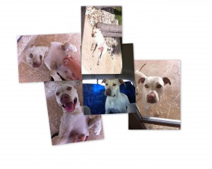 gracecollage