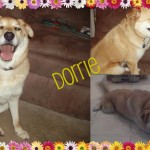 petsindistress2-1
