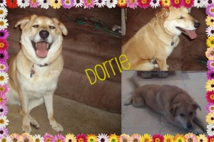 petsindistress2-1