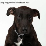 rescuerehabbear