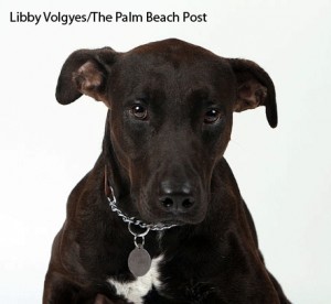 rescuerehabbear