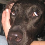 rescuerehabbearcloseup