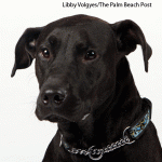 rescuerehabodie