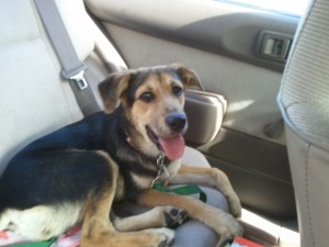 gidget2